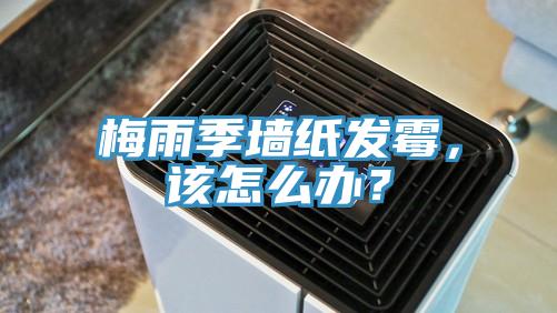 梅雨季墻紙發(fā)霉，該怎么辦？