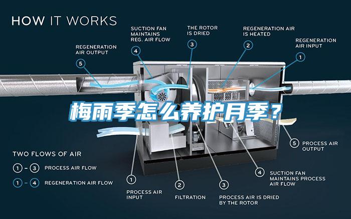 梅雨季怎么養(yǎng)護月季？