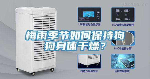梅雨季節(jié)如何保持狗狗身體干燥？