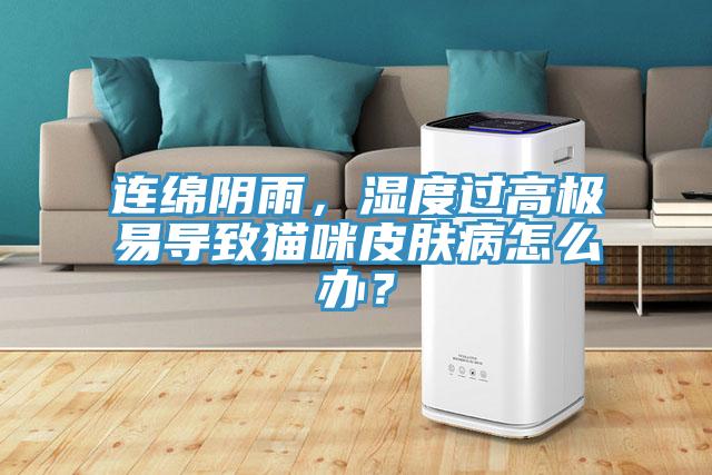 連綿陰雨，濕度過高極易導致貓咪皮膚病怎么辦？