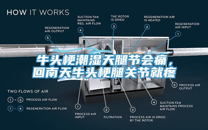 牛頭梗潮濕天腿節(jié)會(huì)痛，回南天牛頭梗腿關(guān)節(jié)就疼