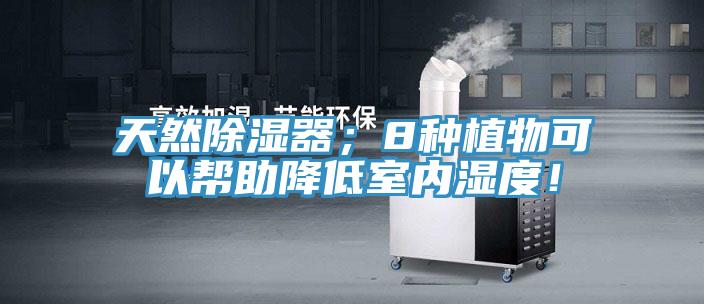天然除濕器；8種植物可以幫助降低室內(nèi)濕度！