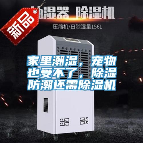 家里潮濕，寵物也受不了，除濕防潮還需除濕機(jī)